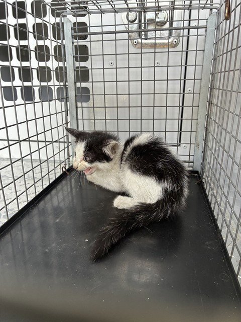 MISTY - Domestic Short Hair available for adoption