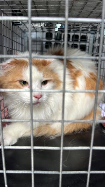 KIKI - Domestic Long Hair available for adoption