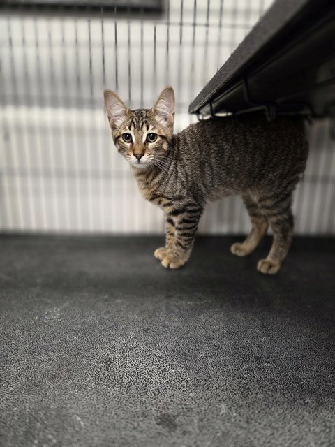 ARLO - Domestic Short Hair available for adoption