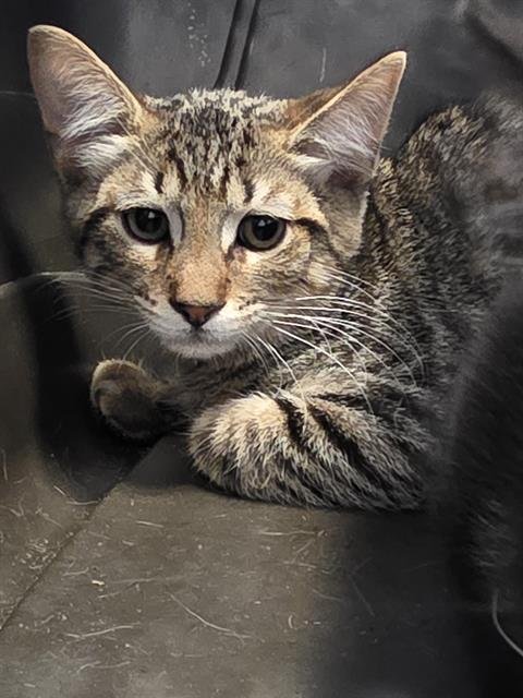 A138551 - Domestic Short Hair available for adoption