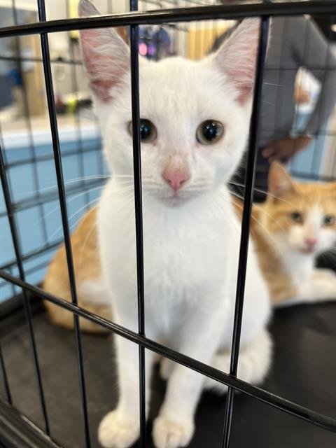 MARK - Domestic Short Hair available for adoption