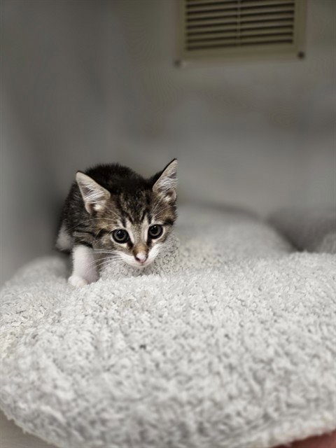 JOE - Domestic Short Hair available for adoption