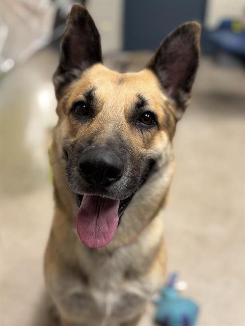 OTTO - German Shepherd Dog available for adoption