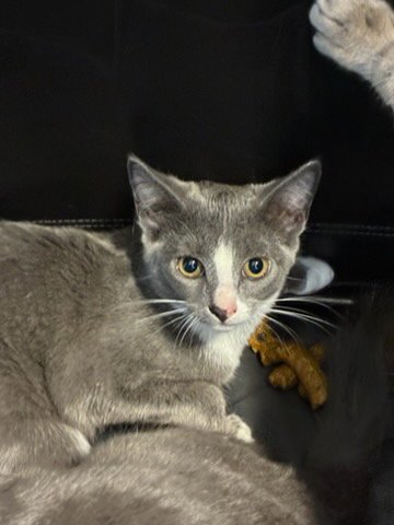 WALLY - Domestic Short Hair available for adoption