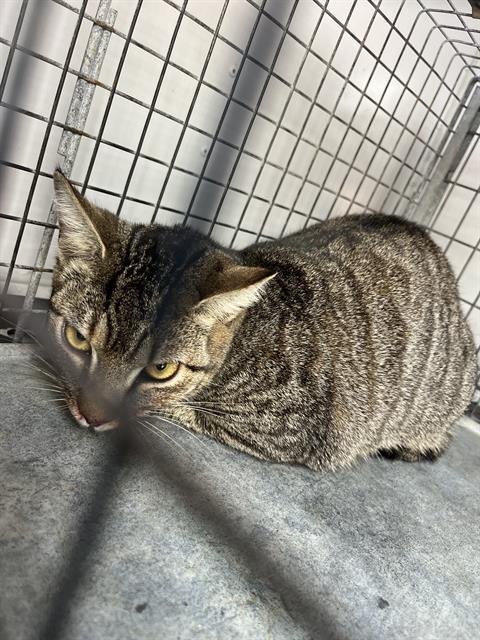 MILEY - Domestic Short Hair available for adoption