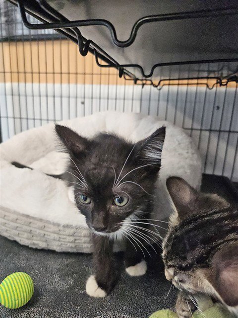 MADDY - Domestic Short Hair available for adoption