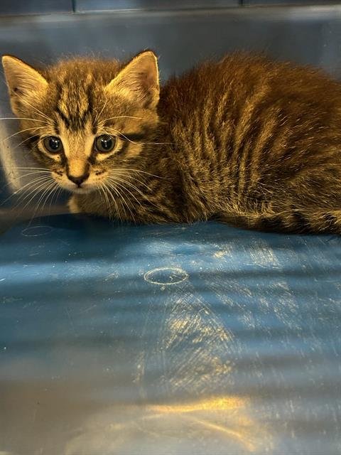 ABBY ANNE - Domestic Short Hair available for adoption