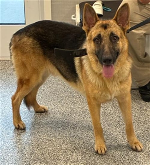 A138516 - German Shepherd Dog available for adoption