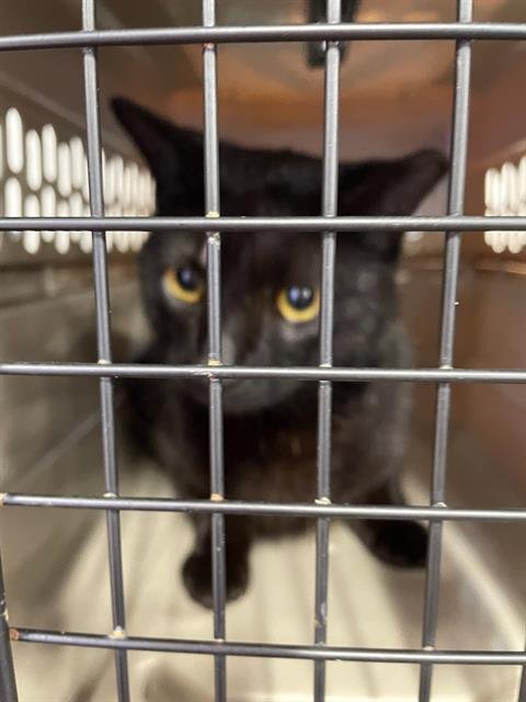 BEEF JERKY - Domestic Short Hair available for adoption