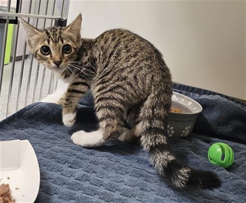 A137609 - Domestic Short Hair available for adoption
