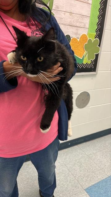 COOPER - Domestic Long Hair available for adoption