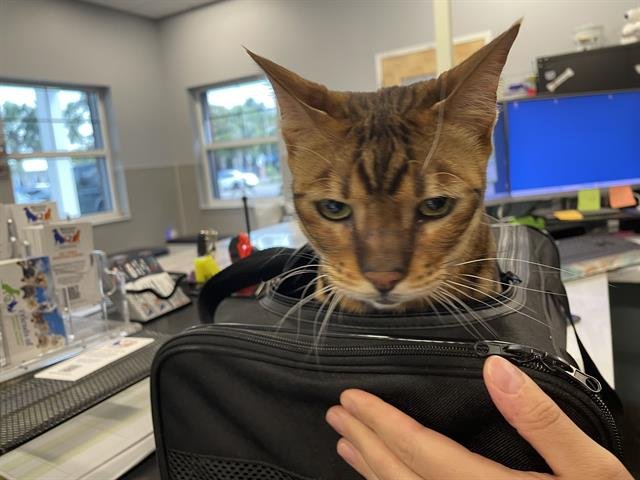 LUCY - Domestic Short Hair available for adoption