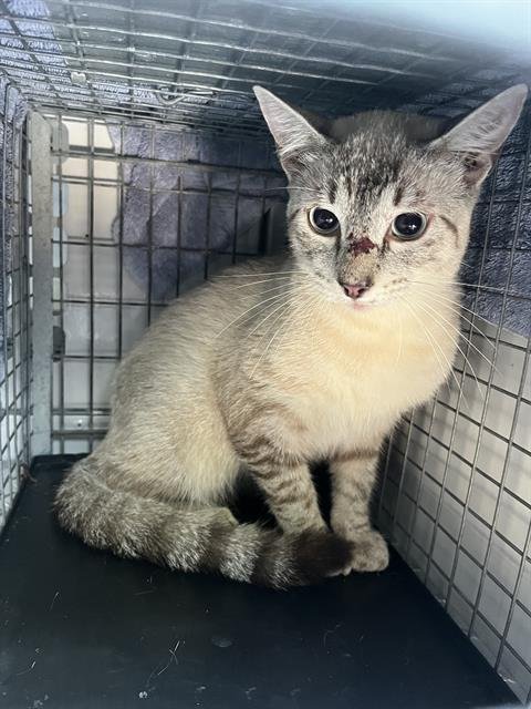 A137392 - Domestic Short Hair available for adoption