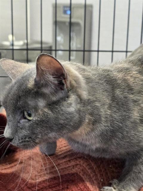 A134381 - Domestic Short Hair available for adoption