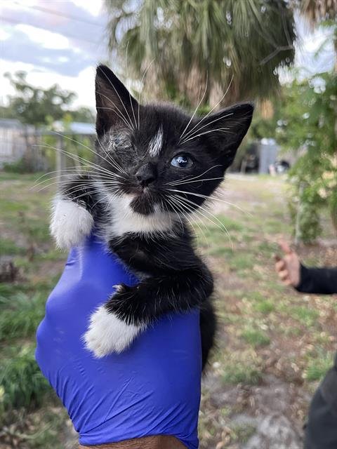 MAXIE - Domestic Short Hair available for adoption