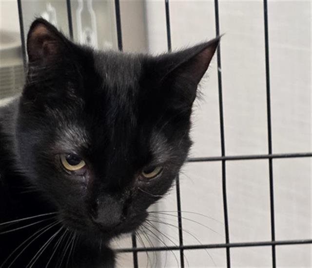 BELLE - Domestic Short Hair available for adoption