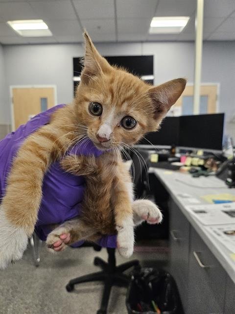 SAVANNA - Domestic Short Hair available for adoption