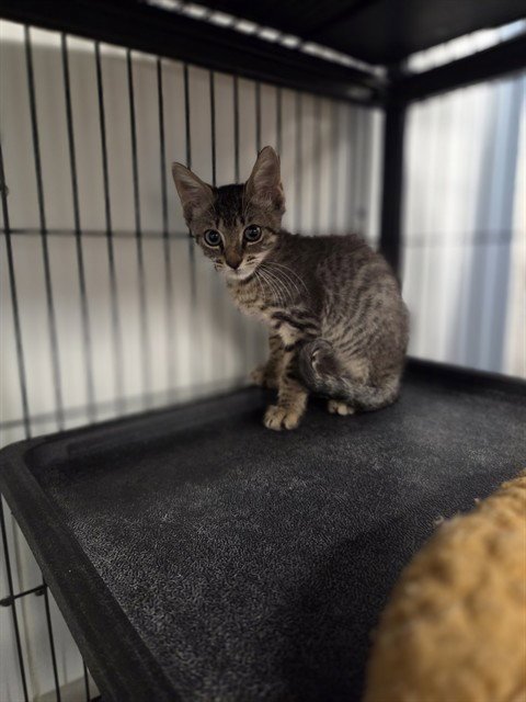 MELLOW - Domestic Short Hair available for adoption