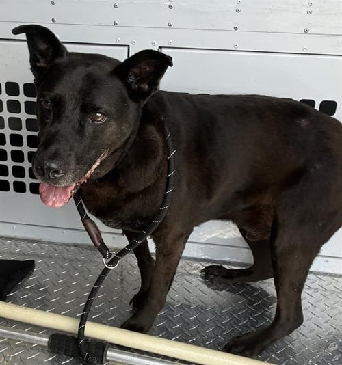 ZORRO - Labrador Retriever available for adoption