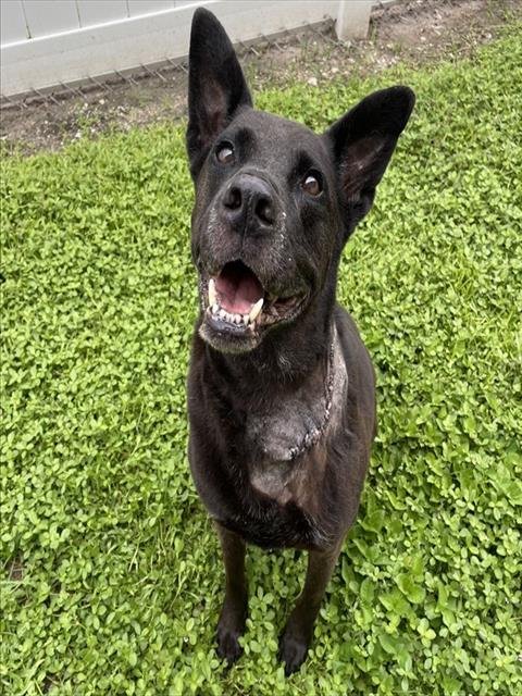 ZORRO - Labrador Retriever available for adoption