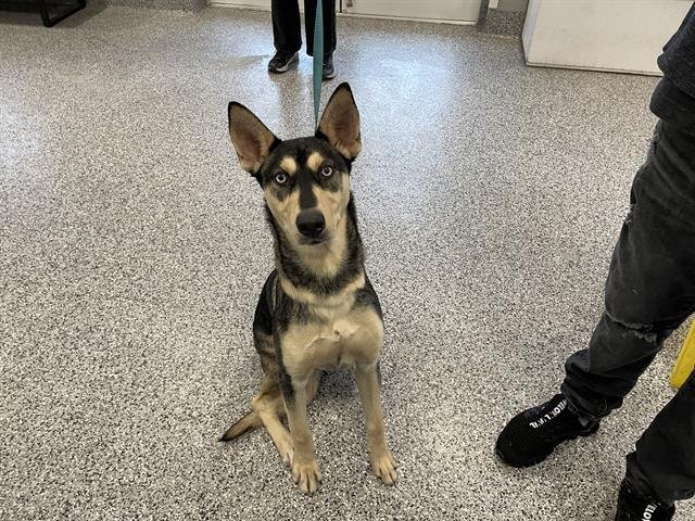 A134614 - Siberian Husky available for adoption