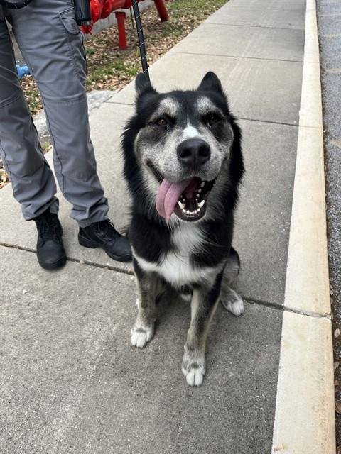ARGUS - Siberian Husky available for adoption