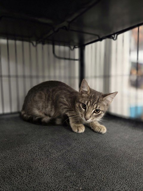 KEIRA - Domestic Short Hair available for adoption