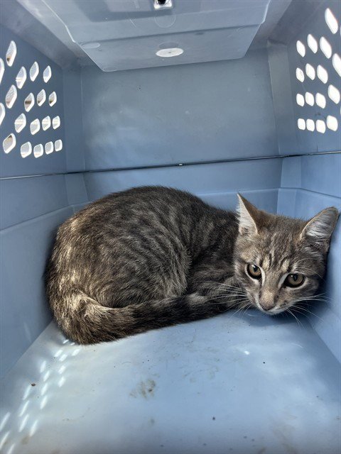 A138560 - Domestic Short Hair available for adoption