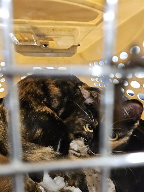 KALEIDOSCOPE - Domestic Short Hair available for adoption