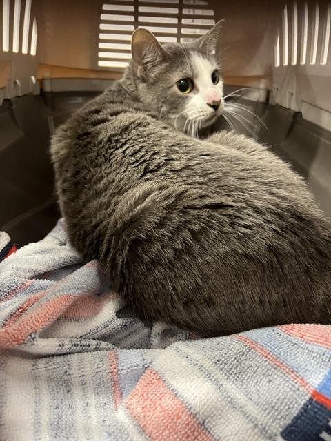 ELLA - Domestic Short Hair available for adoption
