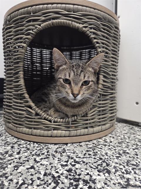 PICANTE - Domestic Short Hair available for adoption
