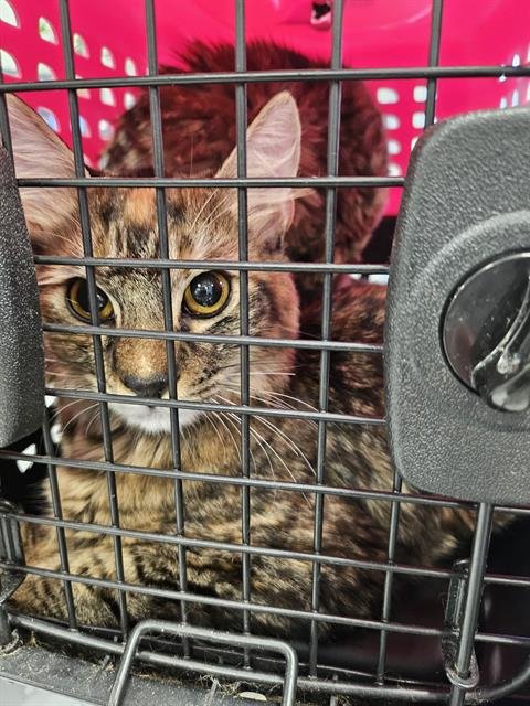 COVERGIRL - Domestic Medium Hair available for adoption