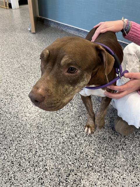 A134328 - Staffordshire Bull Terrier available for adoption