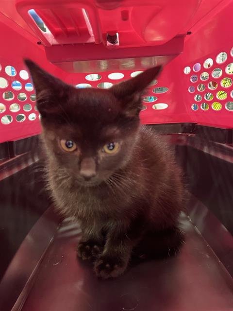 MR BEAN - Domestic Short Hair available for adoption