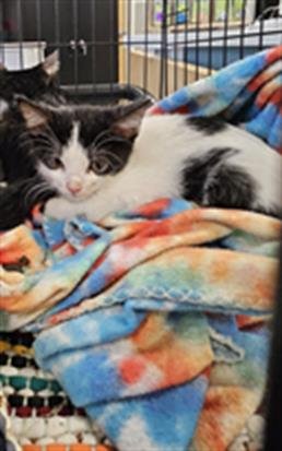 A138876 - Domestic Short Hair available for adoption