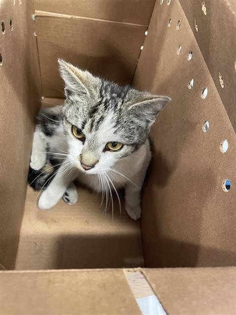 WALL-E - Domestic Short Hair available for adoption