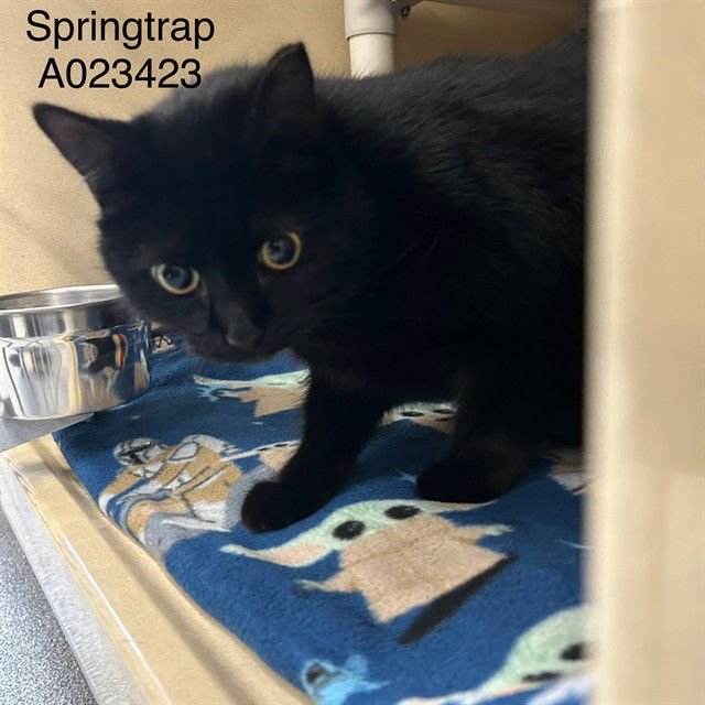 SPRINGTRAP - Domestic Short Hair available for adoption