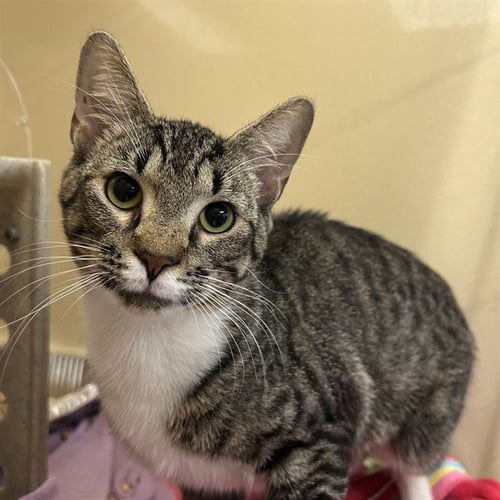 TERRY - Domestic Short Hair available for adoption