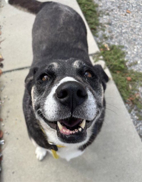 MISSY - American Staffordshire Terrier / Husky for adoption in St. Petersburg