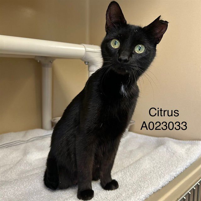 CITRUS - Domestic Short Hair available for adoption