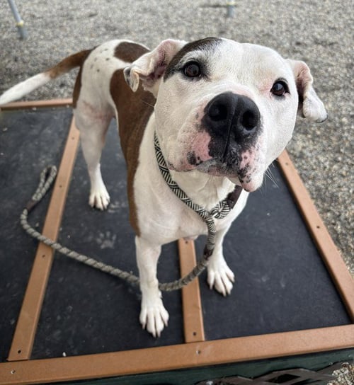 DOJA - Pit Bull Terrier available for adoption