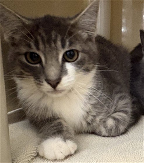 BANDIT - Domestic Short Hair available for adoption