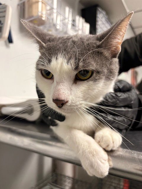 KLAUS - Domestic Short Hair available for adoption