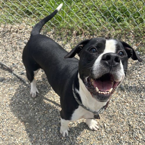 JACKS - American Staffordshire Terrier for adoption in St. Petersburg