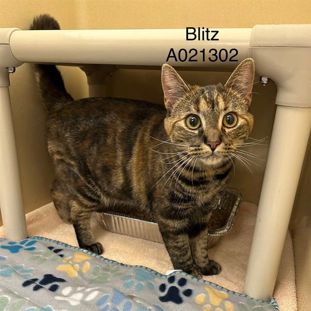 BLITZ - Domestic Short Hair available for adoption