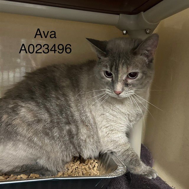 AVA - Domestic Short Hair available for adoption