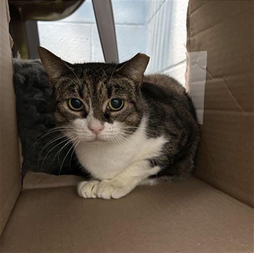SCOUT - Domestic Short Hair available for adoption