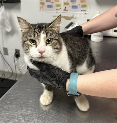 FABIAN - Domestic Short Hair available for adoption