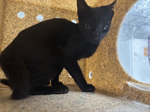 VEX - Domestic Short Hair available for adoption