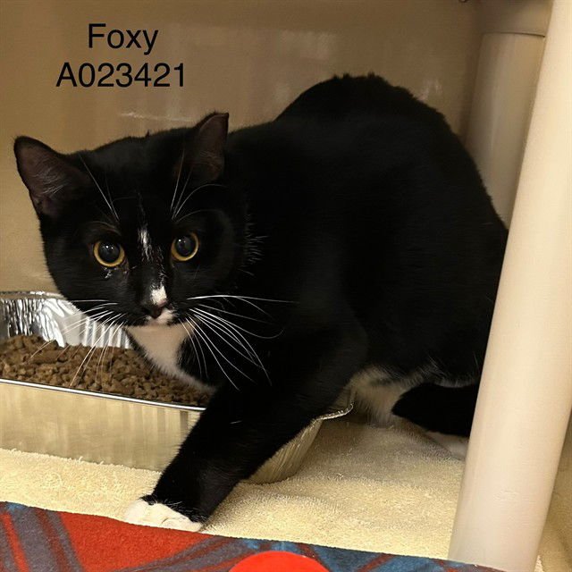FOXY - Domestic Short Hair available for adoption